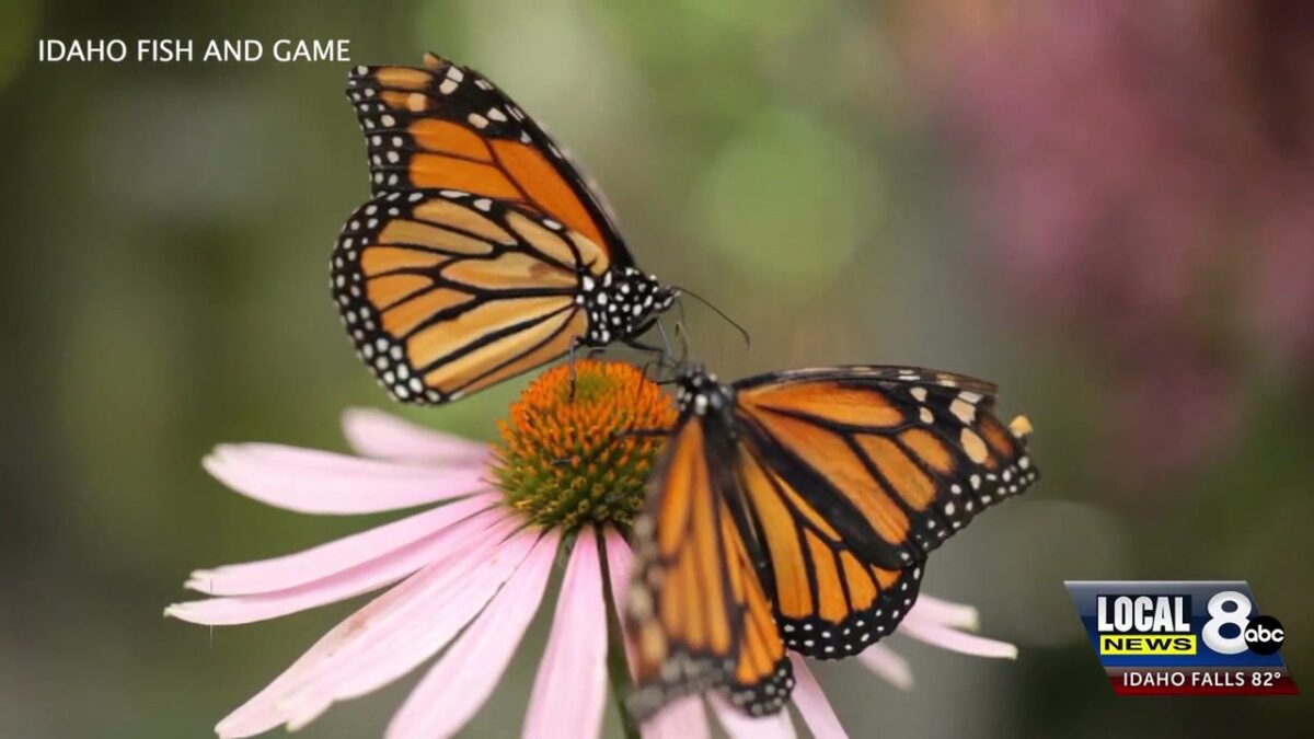Conservation groups celebrating Idaho state insect through the month of September