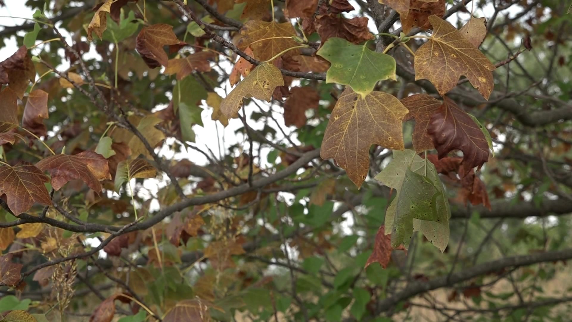 The science behind the lively colors of fall