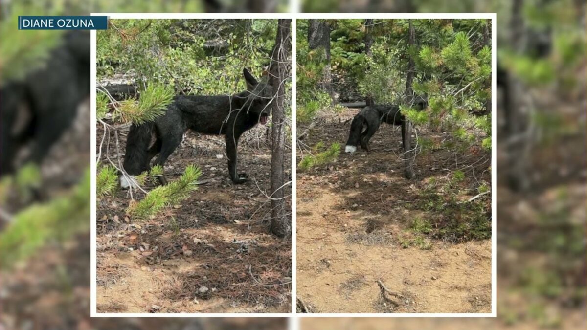 FOX SPOTTING: Viewer-submitted photo shows a unique fox spotted near Hosmer Lake