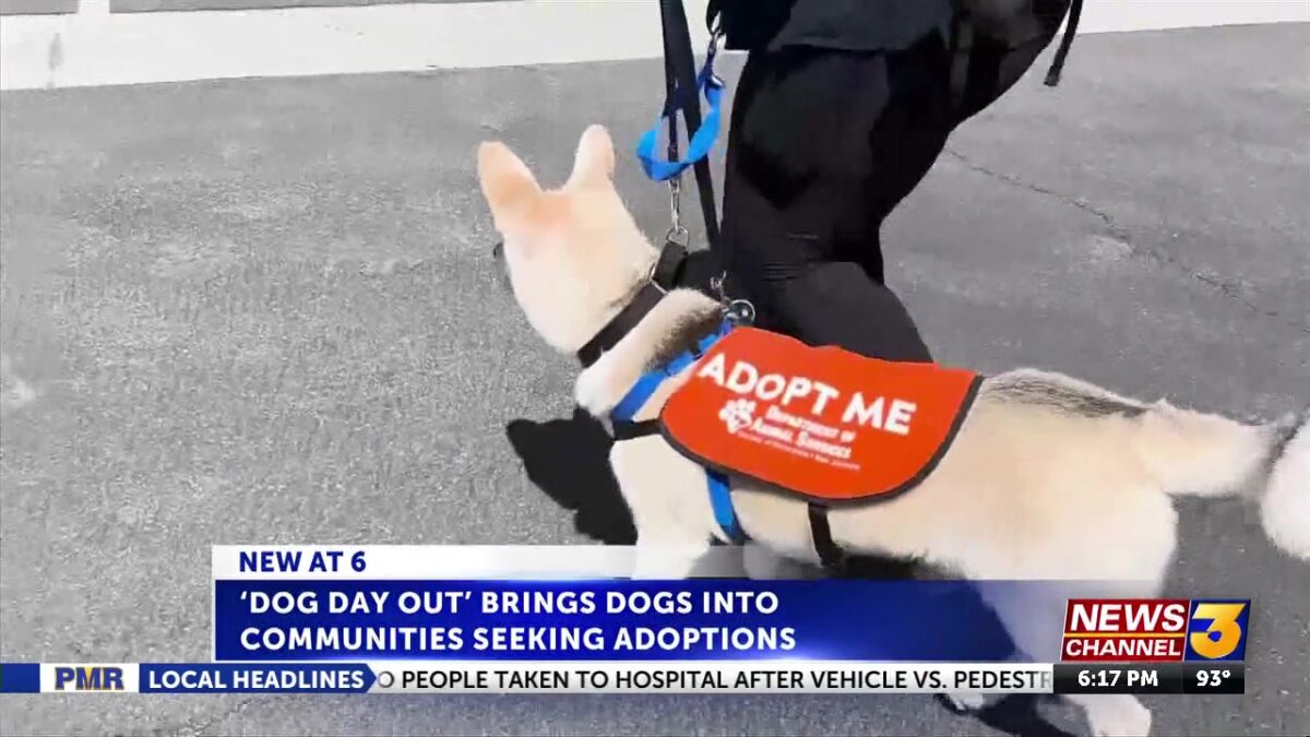 ‘Dog Day Out’ makes county shelter dogs five times more likely to be adopted