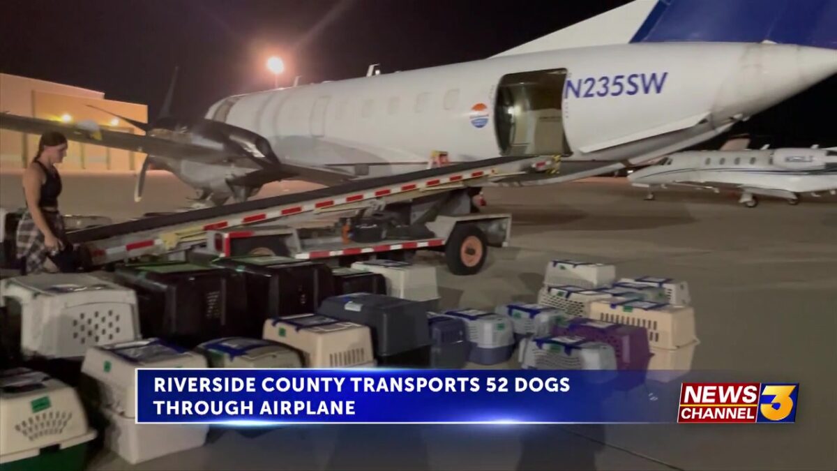 Riverside County Department of Animal Services transports 52 dogs to Maine