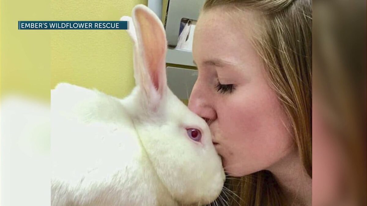 Community Conversations: Deschutes County’s only dedicated bunny rescue is in desperate need of volunteers