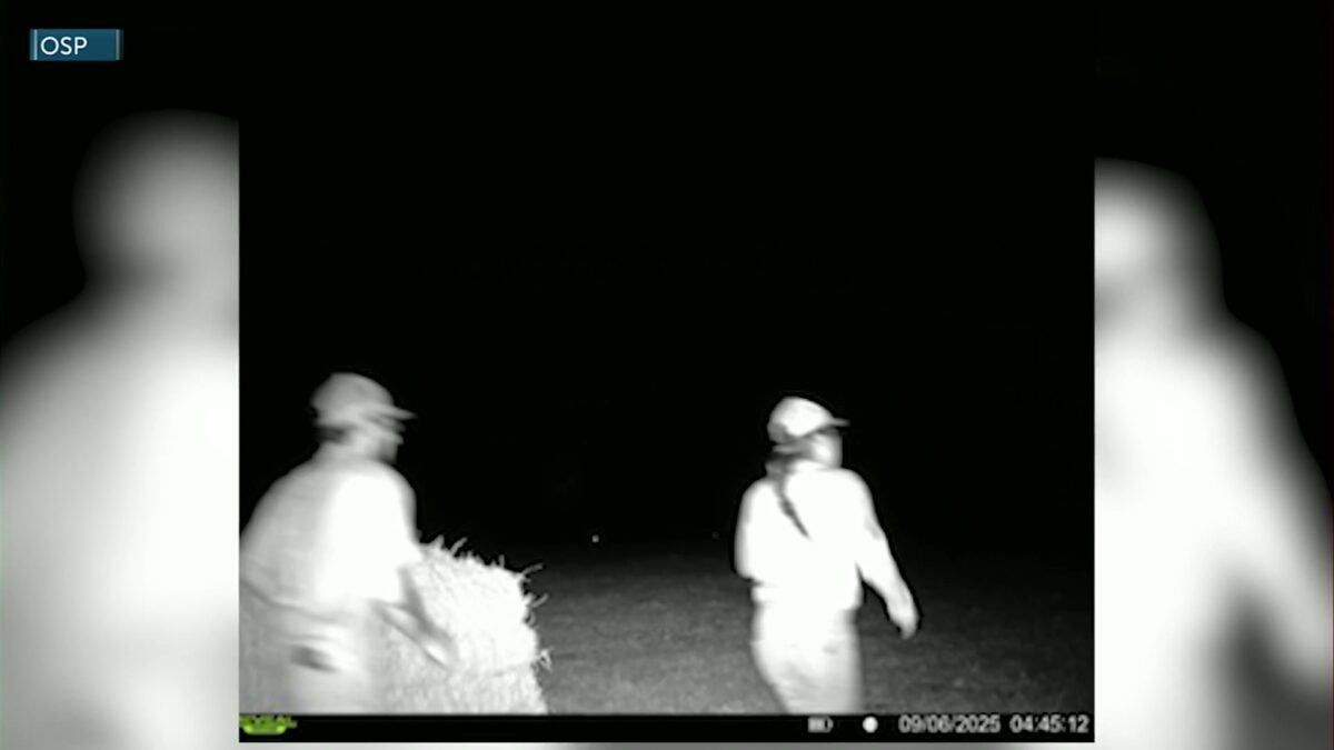 OSP Fish and Wildlife Division seeks public’s help to find Wasco County elk poachers