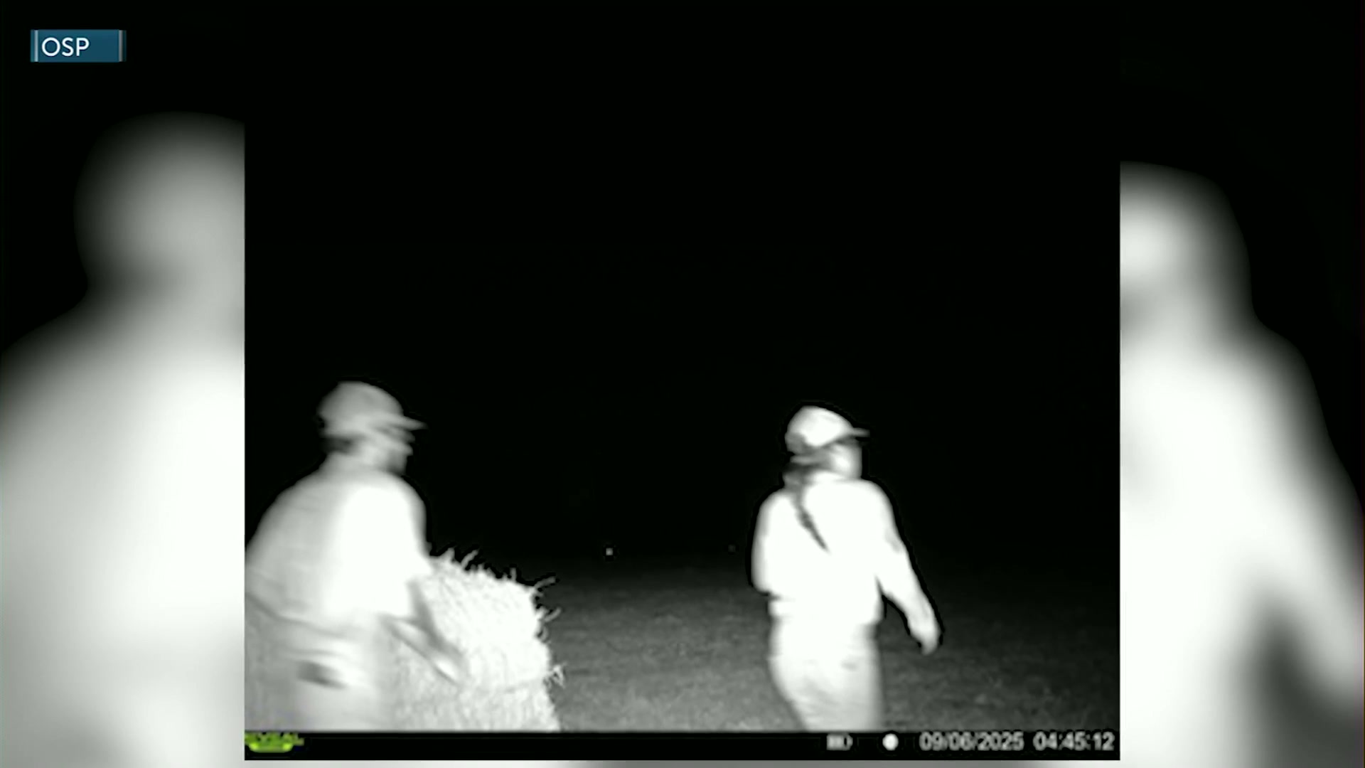 OSP Fish and Wildlife Division seeks public’s help to find Wasco County elk poachers