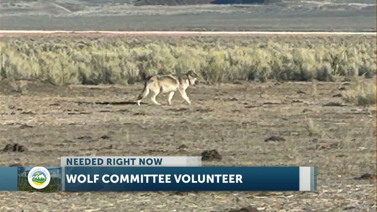 Deschutes County seeks business representative for vacancy on Wolf Depredation Compensation Committee