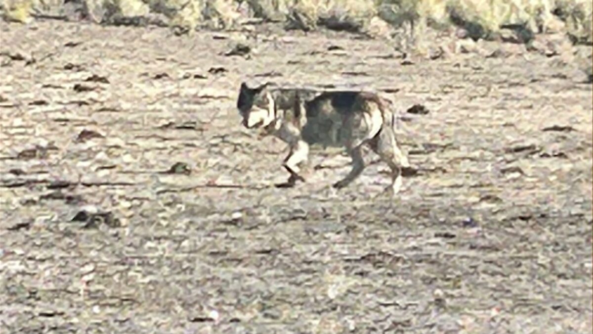 Deschutes County seeks business representative for vacancy on Wolf Depredation Compensation Committee