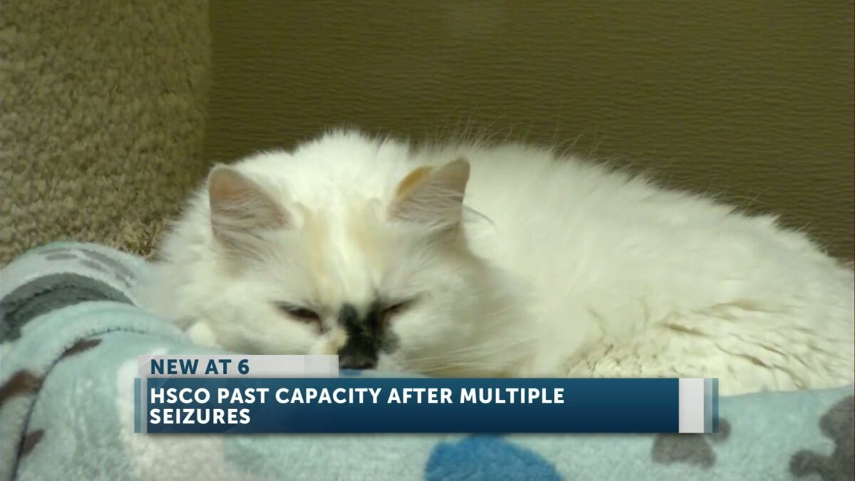 Humane Society of Central Oregon at 200% capacity after 79 dog seizures from neglect cases