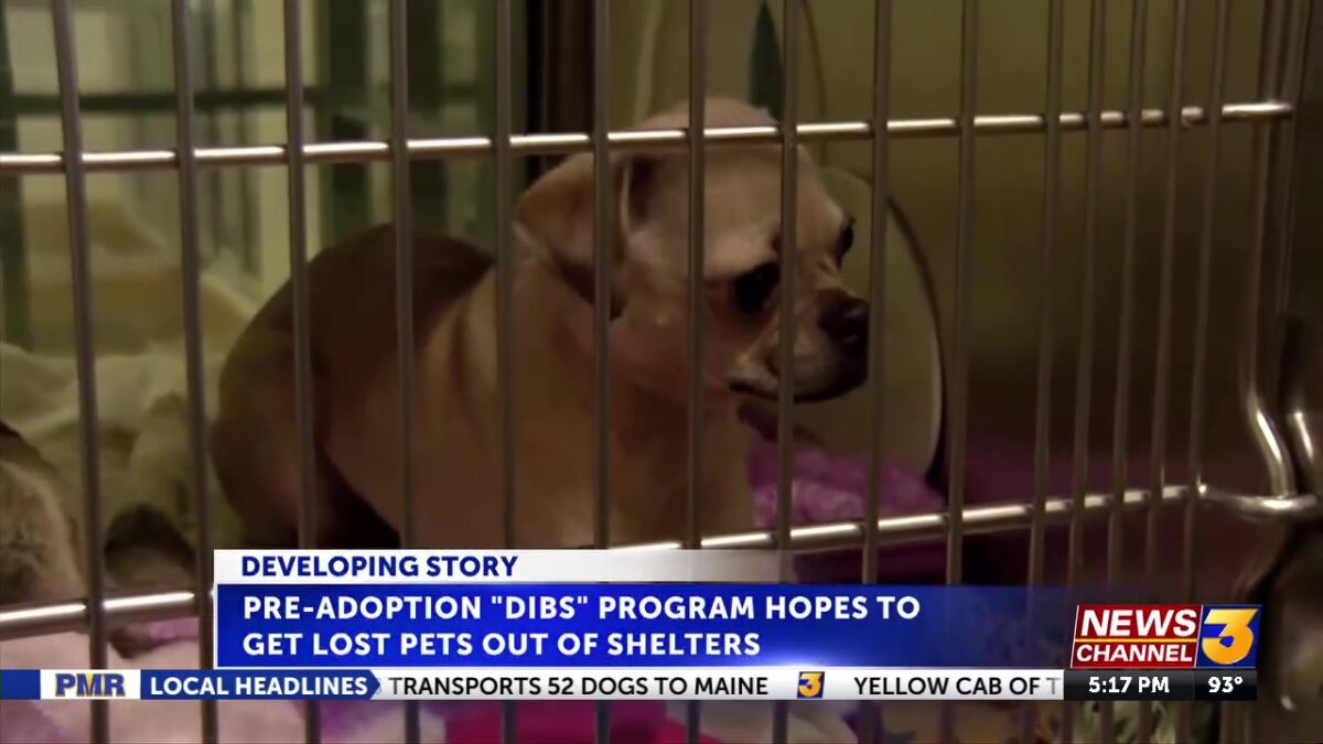 Pre-adoption program hopes to get animals out of Riverside County shelters quicker