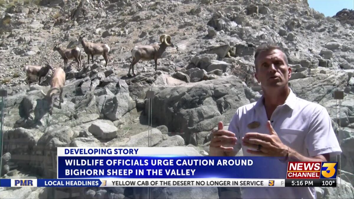 Officials renew calls of caution around bighorn sheep during mating season