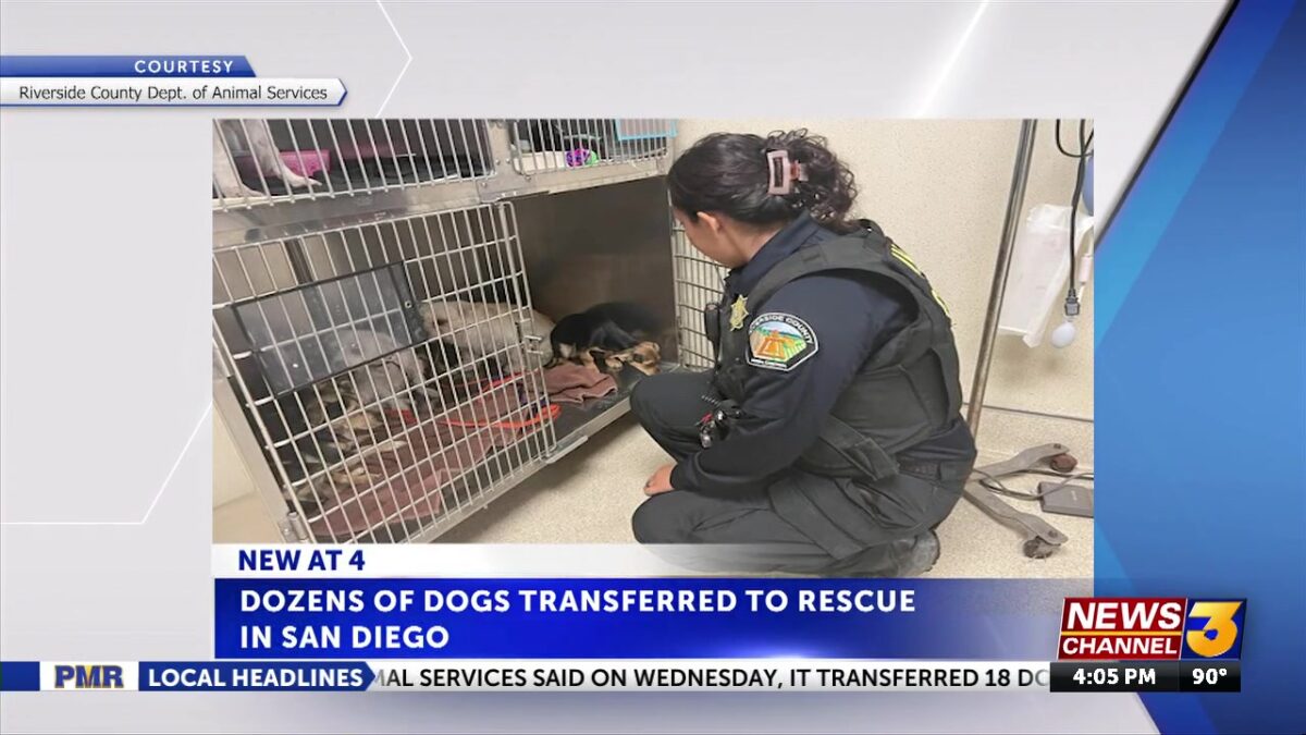 RivCo transports 18 dogs to San Diego area amid overcrowding crisis in local shelters