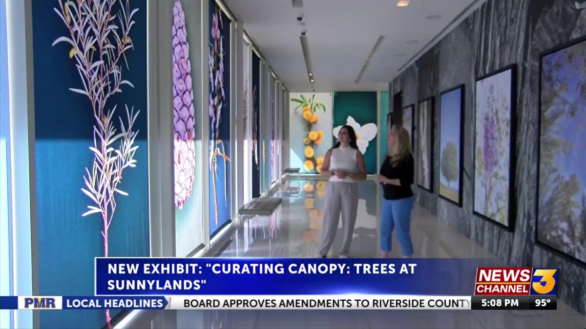 New exhibit ‘Curating Canopy: Trees at Sunnylands