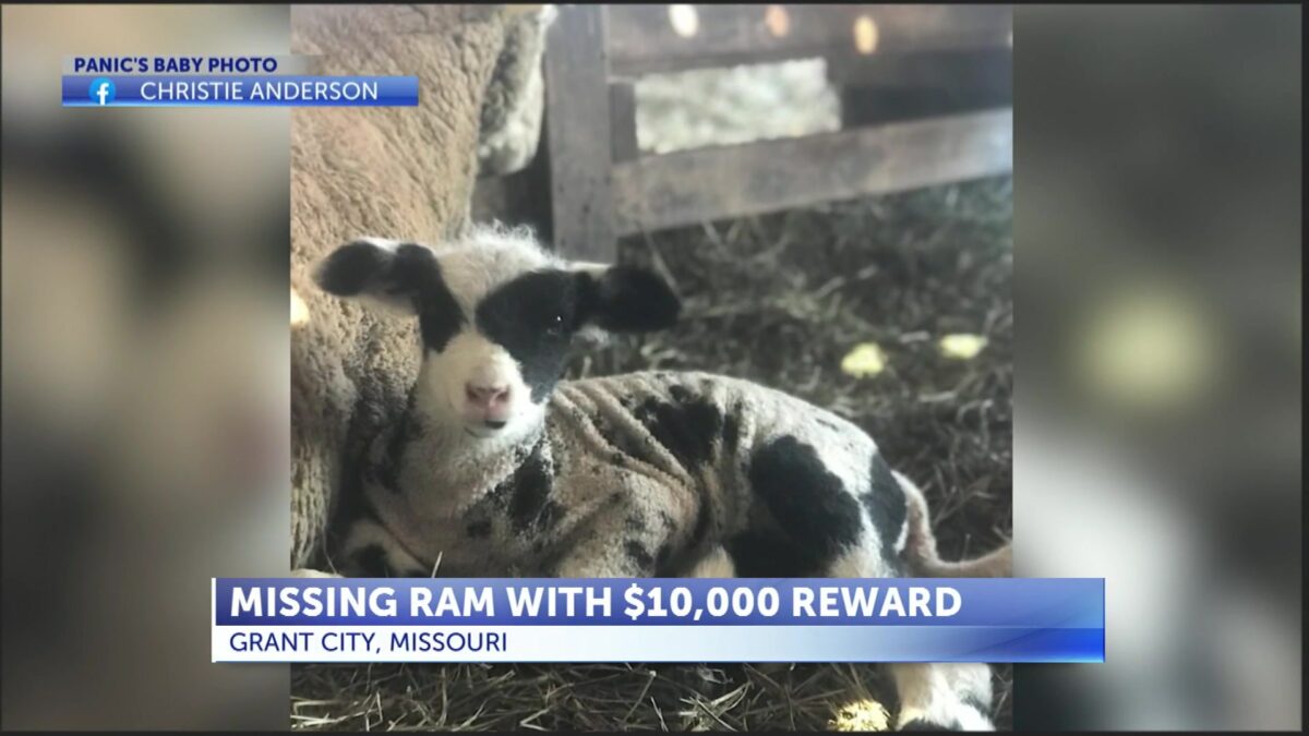 Reward increased to $10