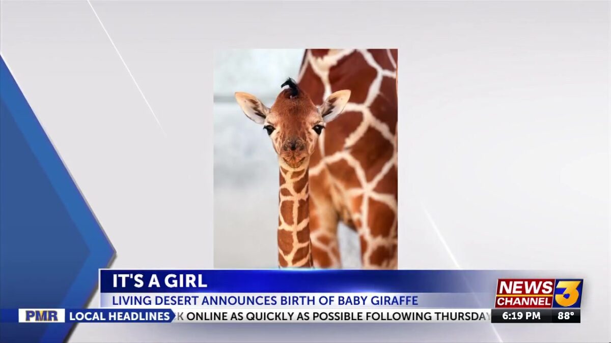 Baby giraffe born at Living Desert Zoo and Gardens