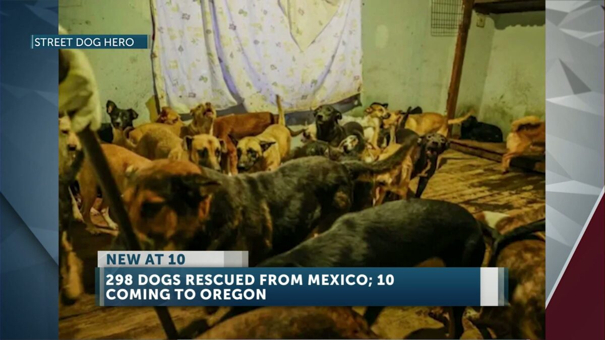 Nearly 300 hoarded dogs rescued from horrid conditions in Mexico; Bend’s Street Dog Hero bringing 10 to Oregon
