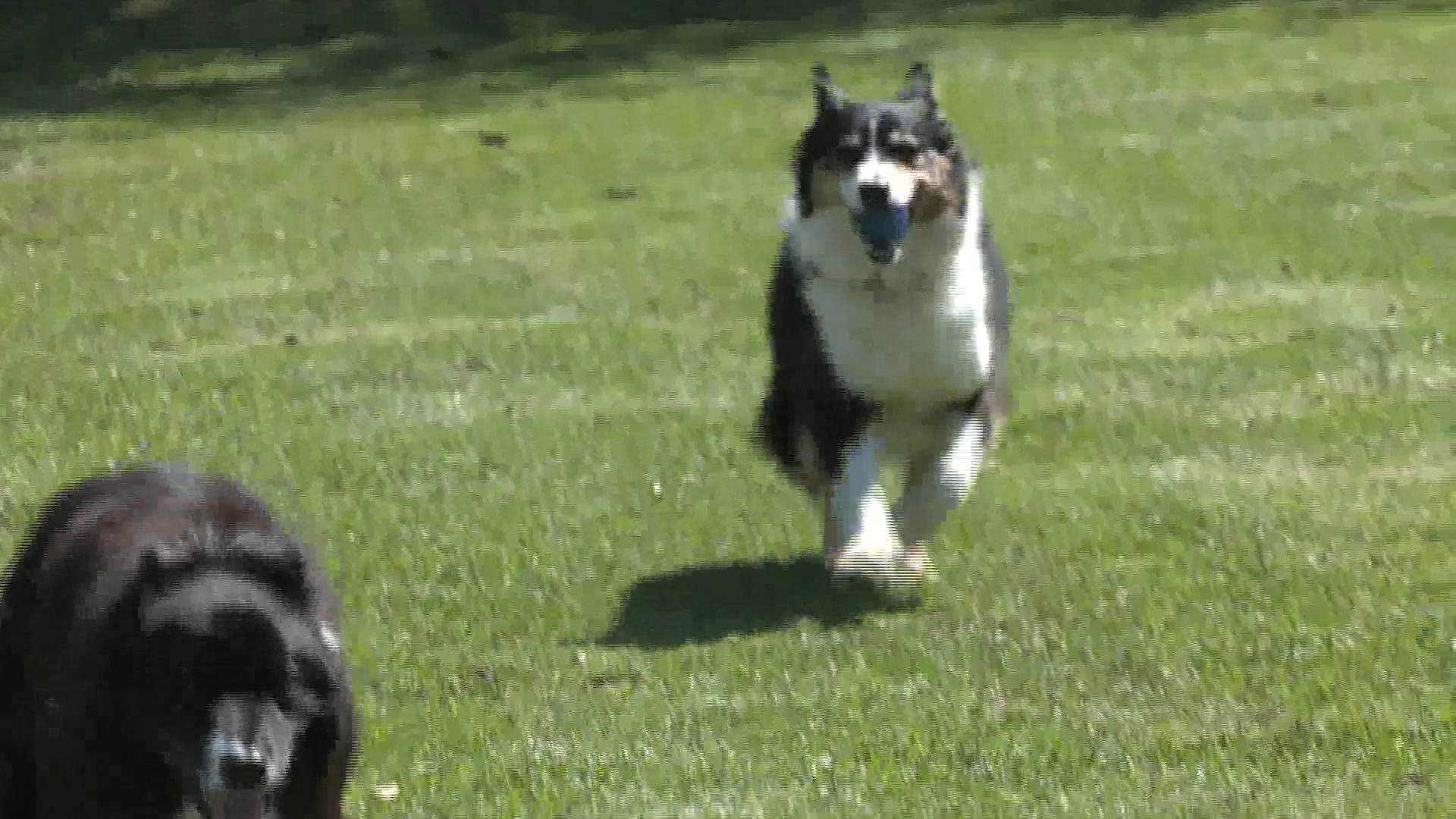 Dog Park Drawings are out in Carpinteria for a Permanent Off-Leash Site