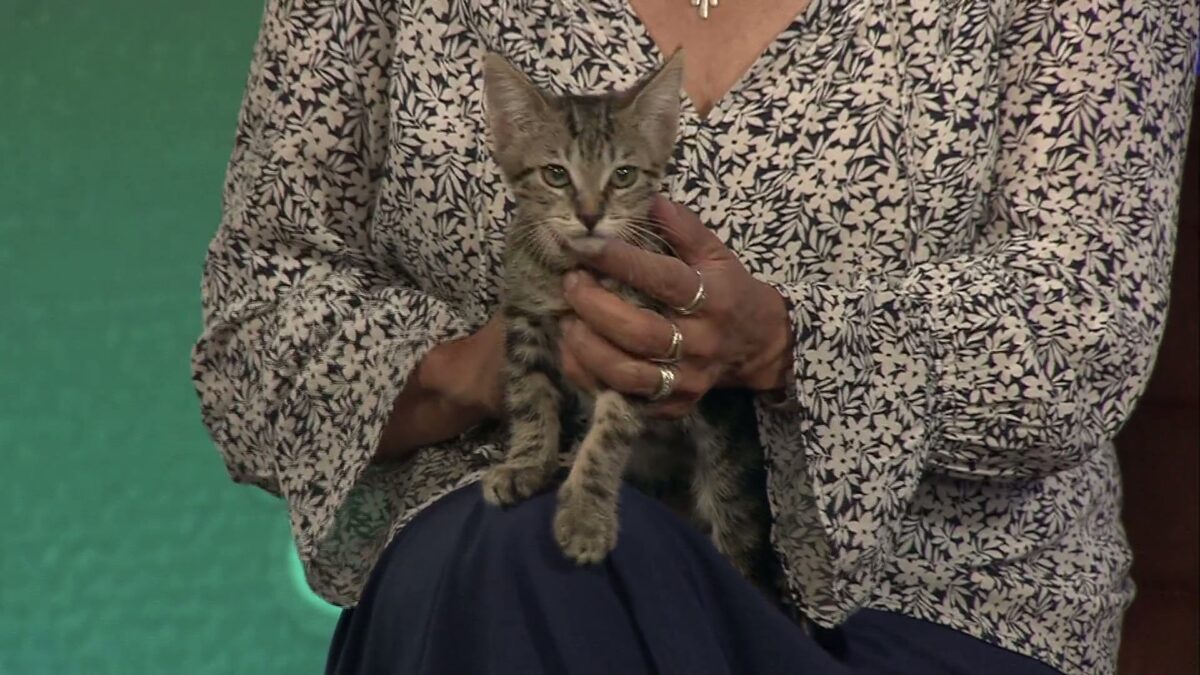 Pet Pals: Meet Mango Jr. the most talkative cat you’ll ever meet