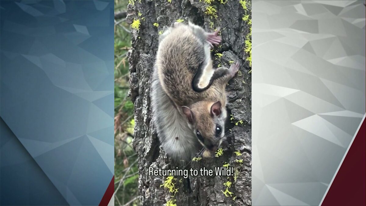 ThinkWild releases rehabilitated Flying Squirrel