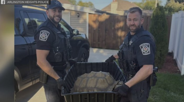 Officers found the runaway reptile near a peach tree