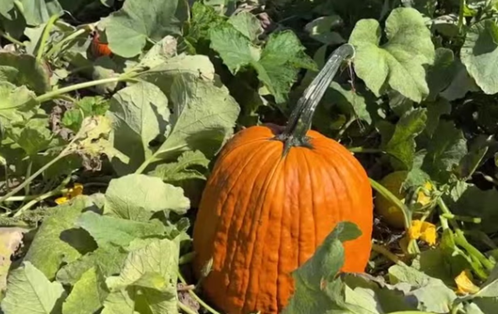 "People don't have a crop of pumpkins or squash because of things that happened in May or June and then we went into a drought