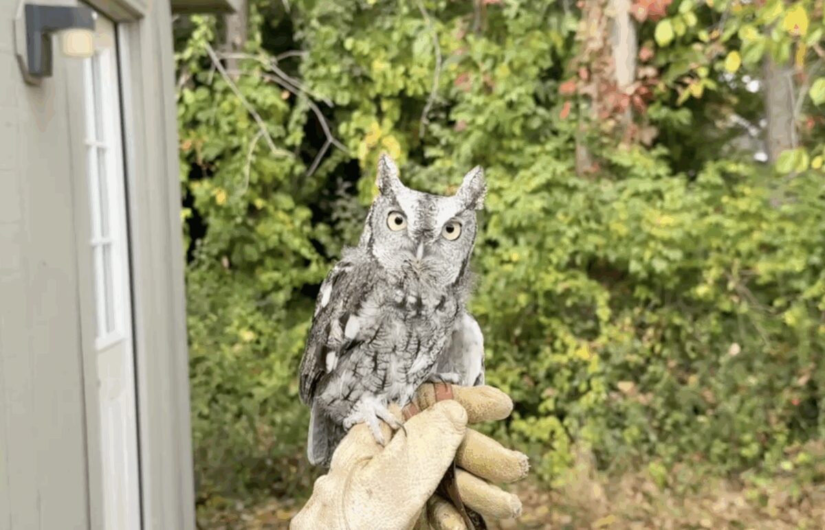 The Troy Nature Center is educating visitors about why protecting owl habitats is crucial to our ecosystem through hands-on encounters with rescued owls.