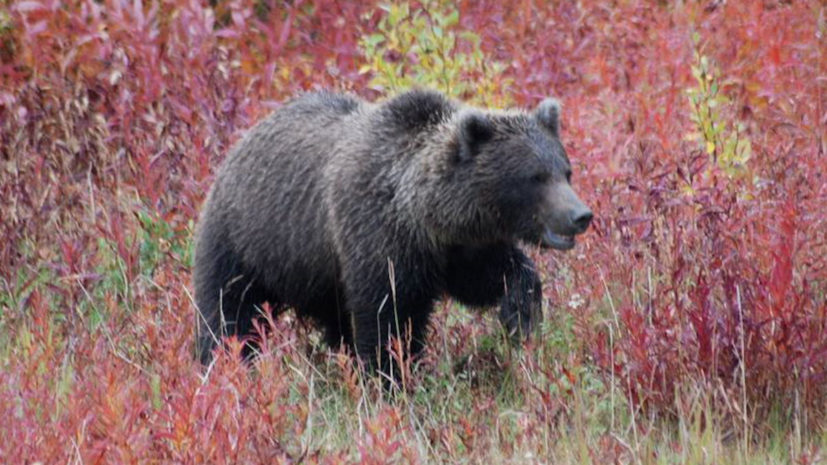 Idaho Fish and Game urges vigilance after bear attack injures hiker in Fremont County