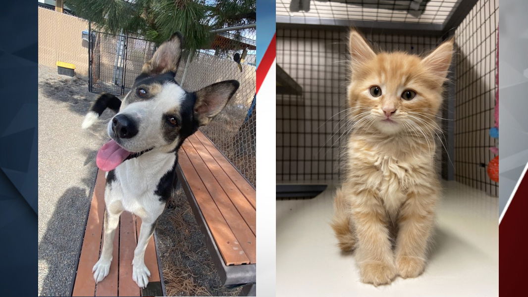 BrightSide Animal Center and Subaru of Bend partner to celebrate ‘Subaru Loves Pets Month’