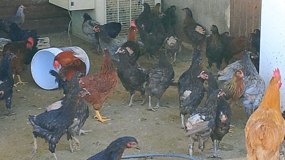 City of Juárez battles hundreds of animal cruelty cases