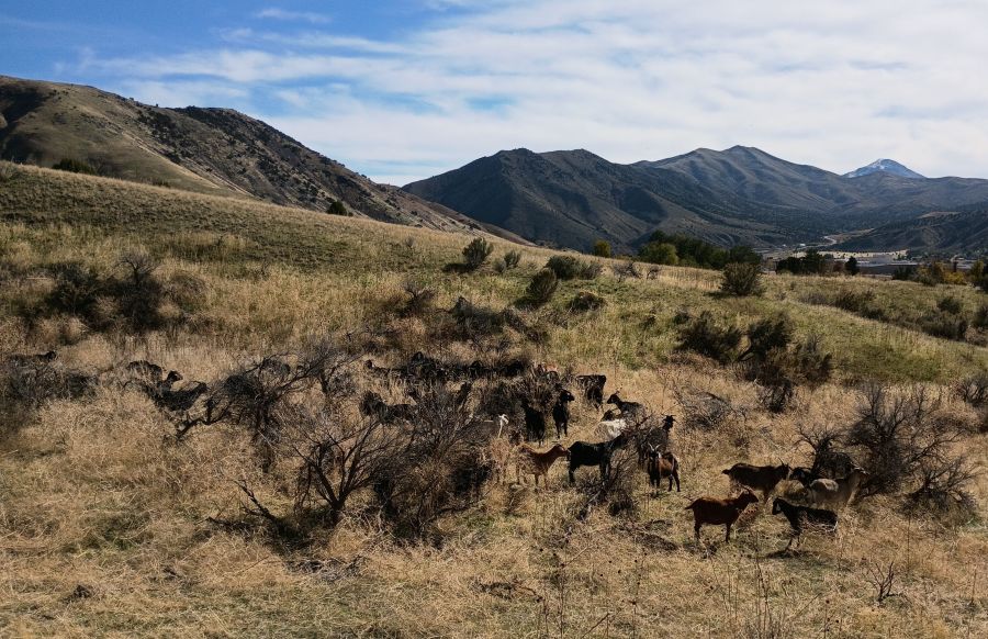 Seventy goats are earning their keep in Pocatello this week as part of an innovative project using the grazing animals to control weeds and improve wildlife habitat — no chemicals required.