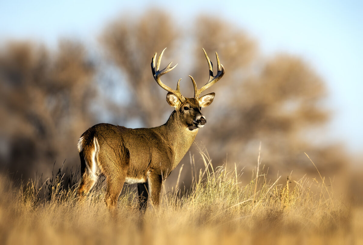 Safety officials remind drivers to be cautious of deer on roadways