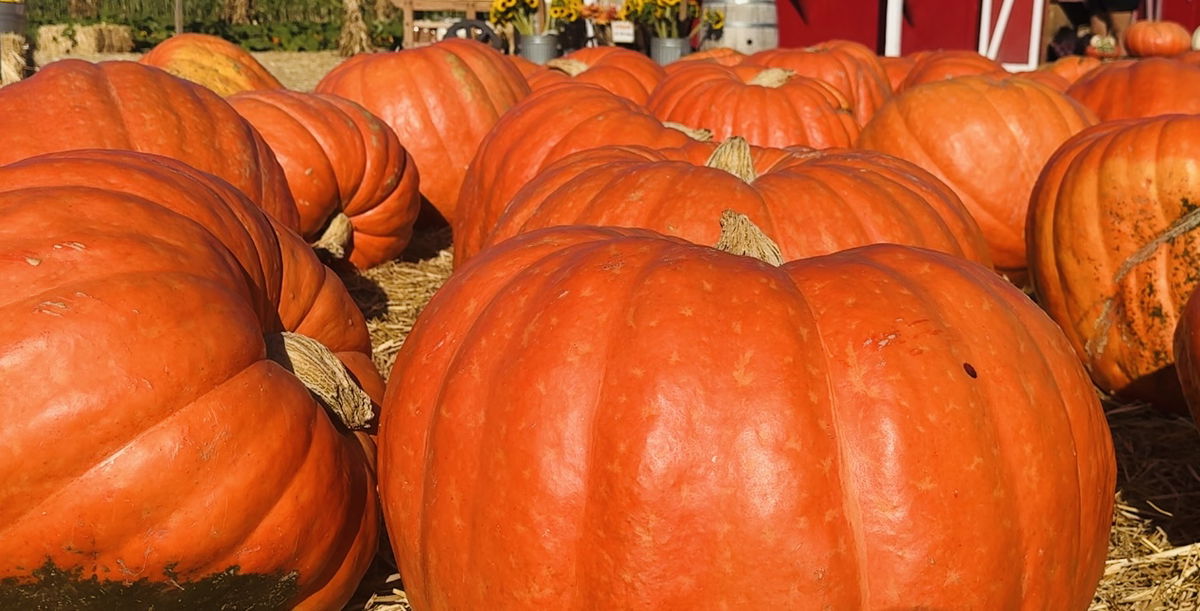 Crowds Rush to Lane Farms as Pumpkin Season Blooms Early
