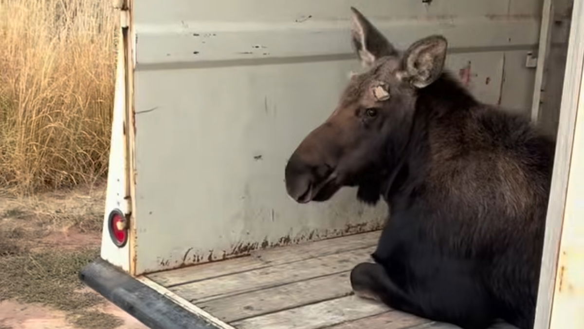 Young bull moose relocated from Rexburg neighborhoods