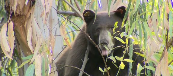 The bears were first spotted at around noon near Ashley Oaks Drive
