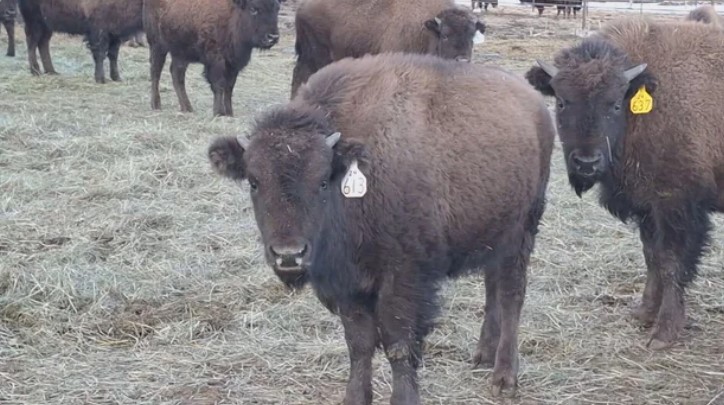CU Boulder's newest live mascot