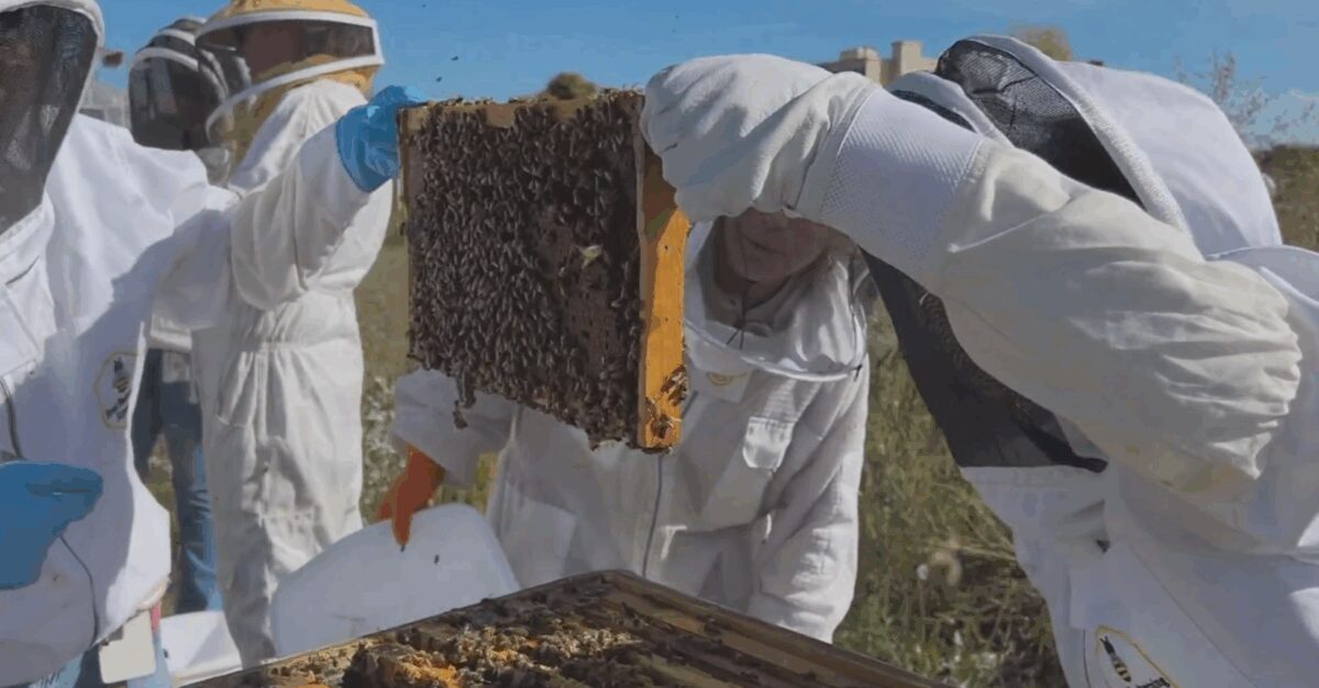 Colorado State University has added a course for studying honeybees for the first time.