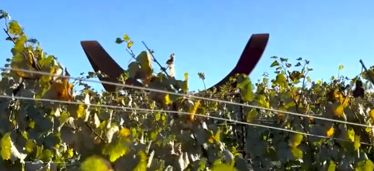 Sacramento Kings star Domantas Sabonis announced the launch of their own premium wine brand