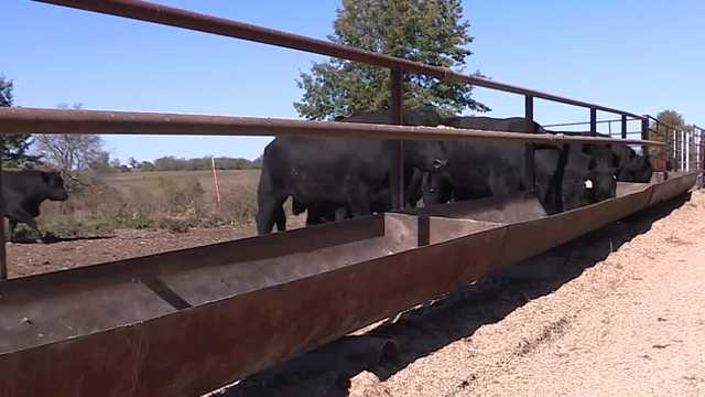 Chad Weigand is a third-generation cattle farmer in Johnson County