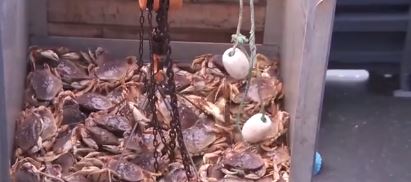 Bay Area seafood lovers hoping to serve fresh Dungeness crab for Thanksgiving or Christmas are out of luck again this year. California officials have postponed the commercial crabbing season once more because of the ongoing risk of whale entanglements off the Northern California coast.