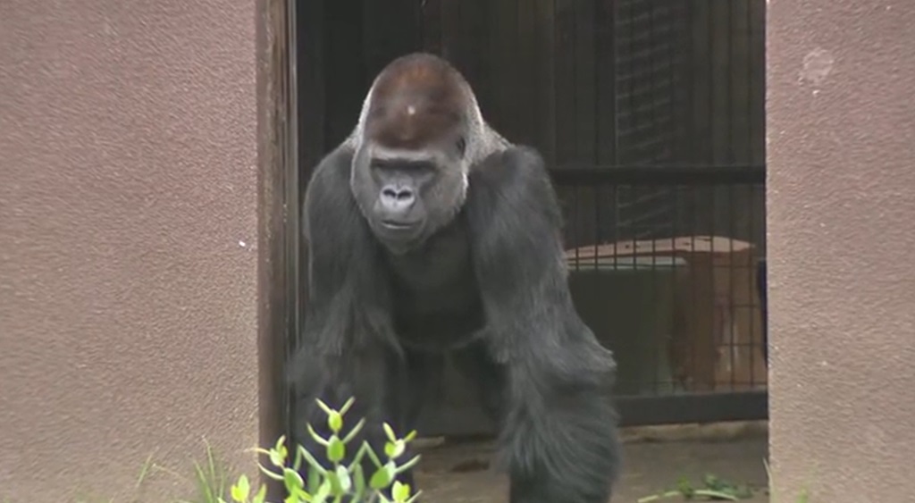 The San Francisco Zoo on Wednesday gave a sneak preview of one of its newest residents