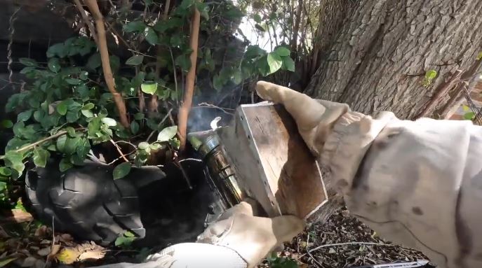 A neighborhood in Mathis is dealing with Africanized bees