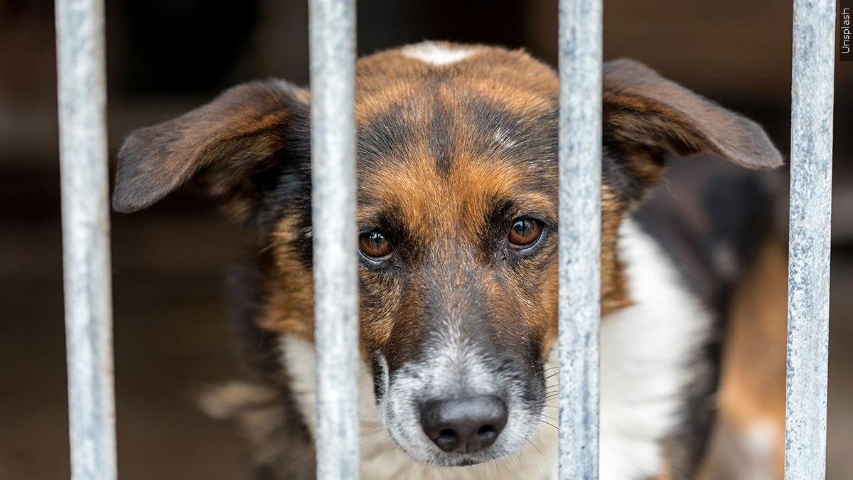 RivCo extends fee waivers at animal shelters to encourage adoptions