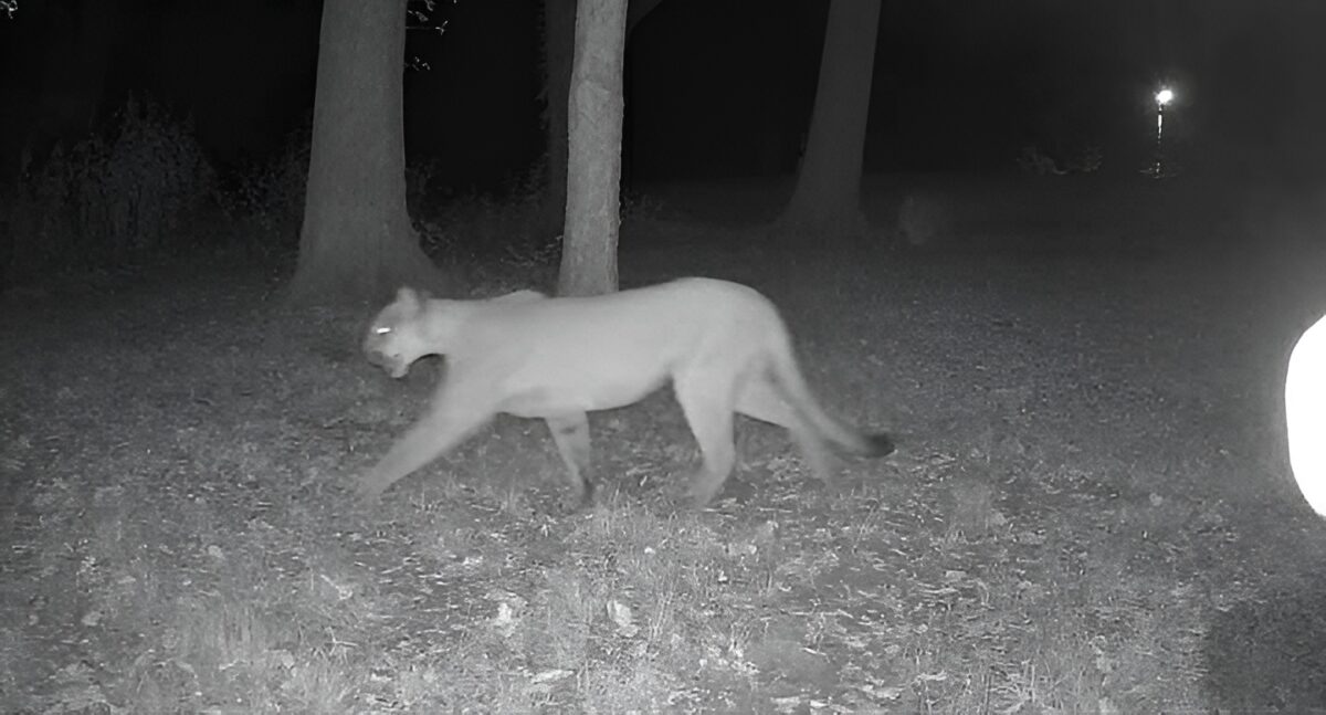 Rare mountain lion sighting confirmed by MDC near St. Joseph