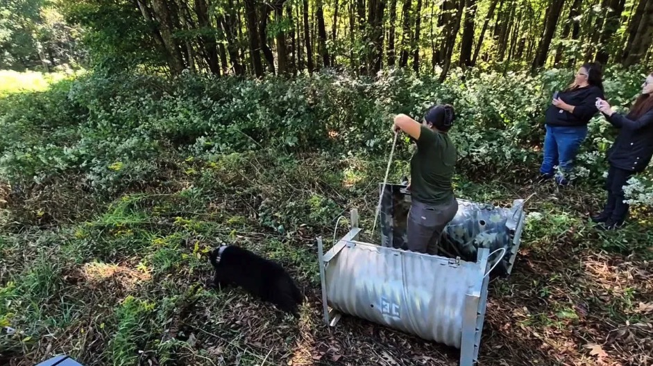 Twelve black bear cubs have been successfully rehabilitated and released back to the wild