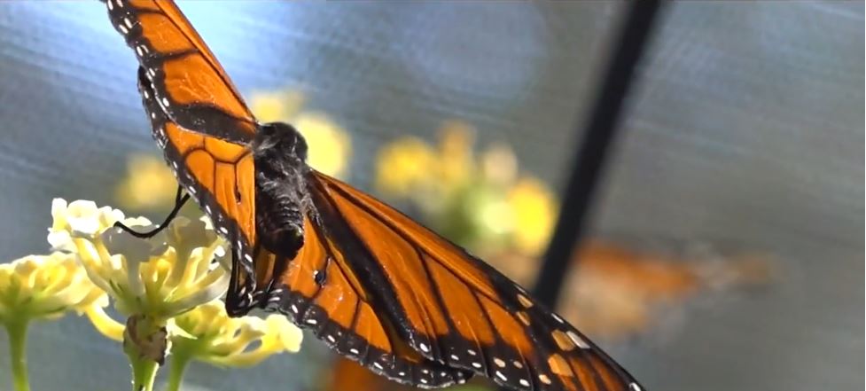 A broken wing almost ended a monarch butterfly's journey on Long Island