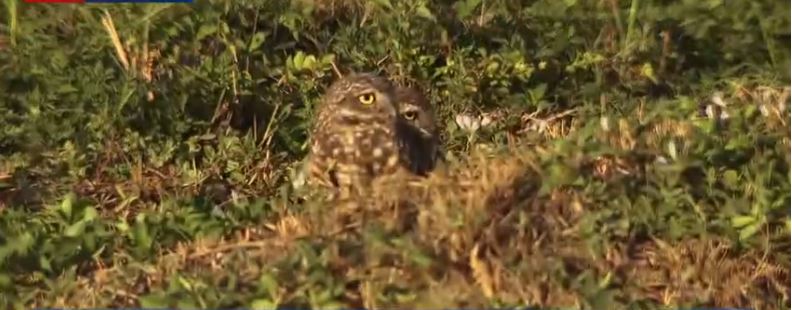 A video shows a pair of kids riding bikes through owl nest territory in southeast Cape Coral