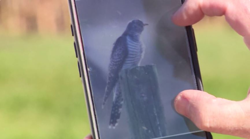 Roy William Gardner said he was in a golfcart moving between holes when he spotted a rare cuckoo bird in Riverhead