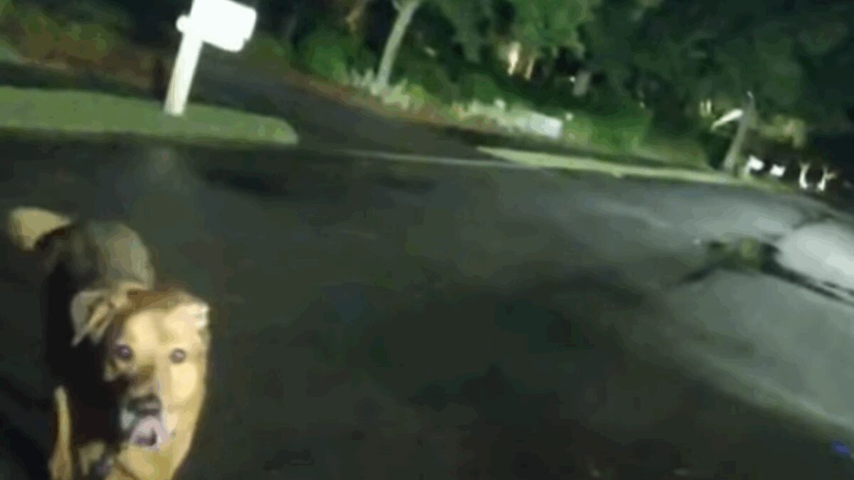 The deputy's body cam video shows how Eeyore the dog brought the woman the help she needed.