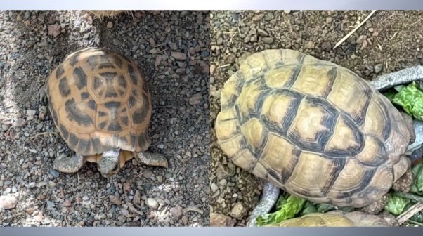 An Egyptian tortoise (left) and Northern Spider tortoise (right) stolen from the Indianapolis Zoo sometime between Oct. 11 and Oct. 12.