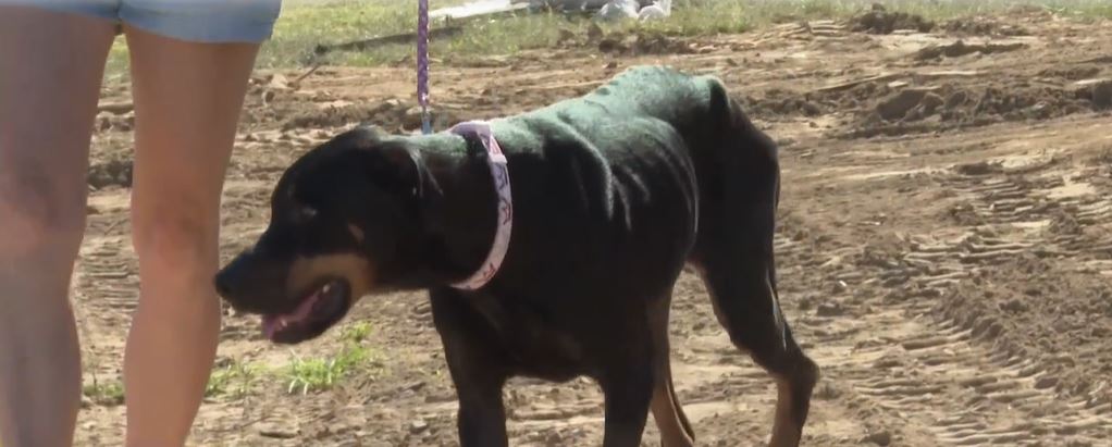 A Laurel County family and their dog were reunited after she'd been missing for four months during the EF-4 tornado that ripped through London back in May. In September