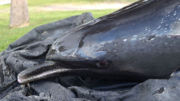 Four dolphins stranded themselves near the Lake Worth Pier on Wednesday morning