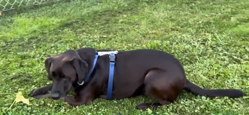 Veterinarians at Burlington Emergency & Veterinary Specialists said the dog